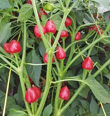 Dundicut Chili Capsicum chinense seeds for garden planting